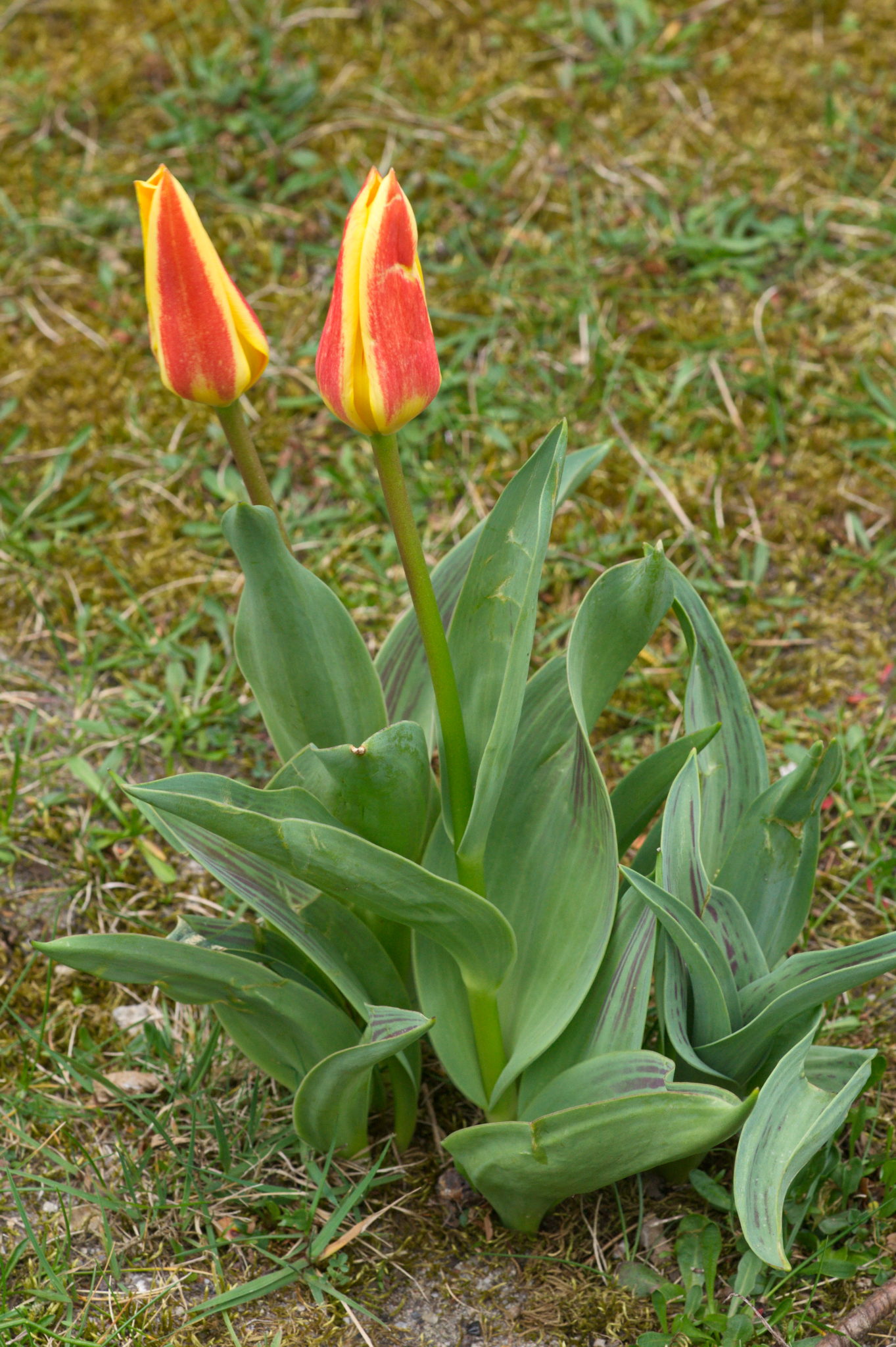 20210402  Gruen(t)raumHeimfeld 004